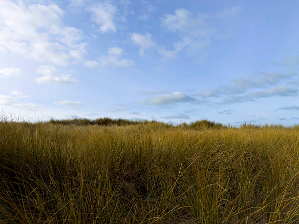 Gulls gliding over sandy dunes in a blue cloudy sky in bright sunlight in summer, Walcheren, Zeeland, the Netherlands, July, 2024