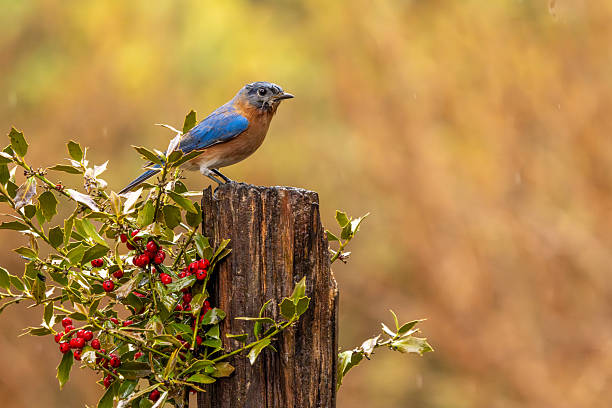 Bird sits on a post beside red berries.