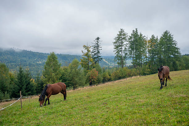 Horses grazing in a meadow in mountainous terrain on a cloudy summer day