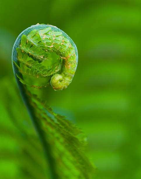 A single fiddlehead fern unfurls in a Cape Cod garden in early May