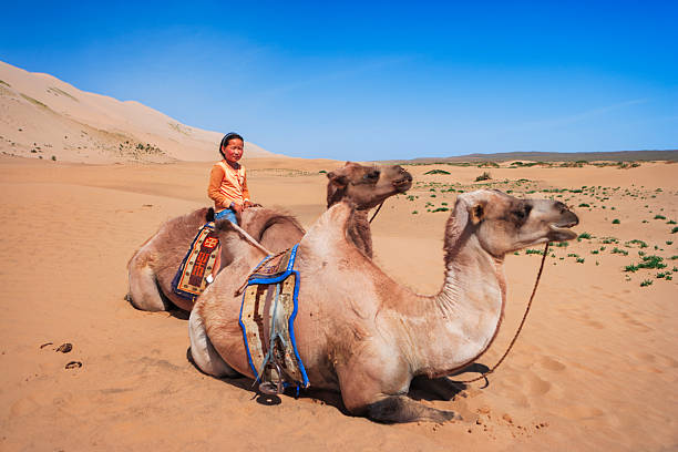 A child wearing an orange top sits on a resting camel while another camel lies nearby on golden sand. Colorful saddle blankets and lead ropes are visible; low patches of greenery dot the dunes under a clear, vivid blue sky.
