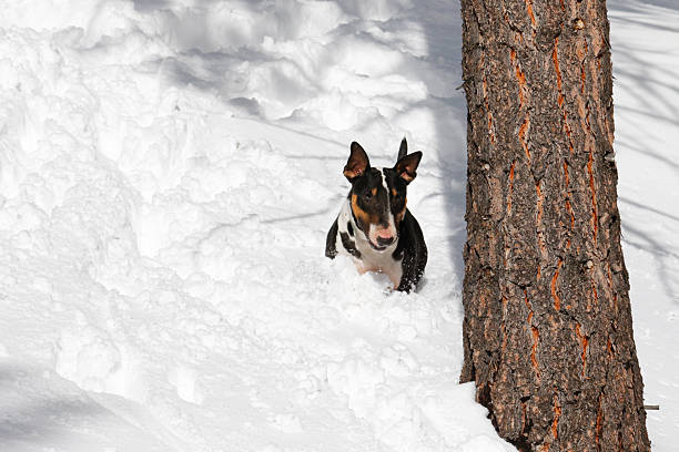 Tri-colored mini bull terrier playing in the snow up on a mountain