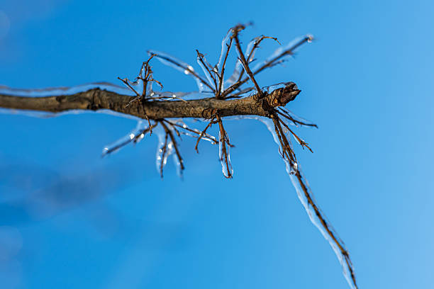 Tree branches covered in a thick layer of transparent ice after freezing rain against a clear blue sky and sunny winter forest