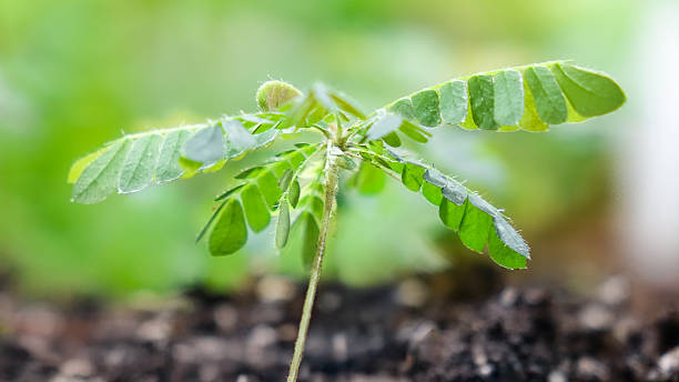 A fresh, small seedling with developing leaves emerges from dark, moist soil. The shallow depth of field against a light green background emphasizes growth, nature and fragility