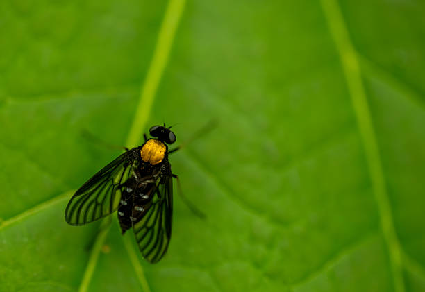 Golden-Backed Snipe Fly On A Green Leaf With Copy Space to the Right