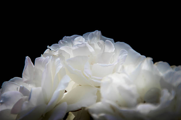 A close~up image of a beautiful, white rose.