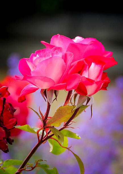 Beautiful pink roses flowers close up