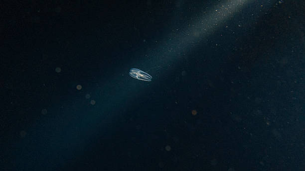 Jellyfish illuminated by scuba divers exploring sea at night, bioluminescence
