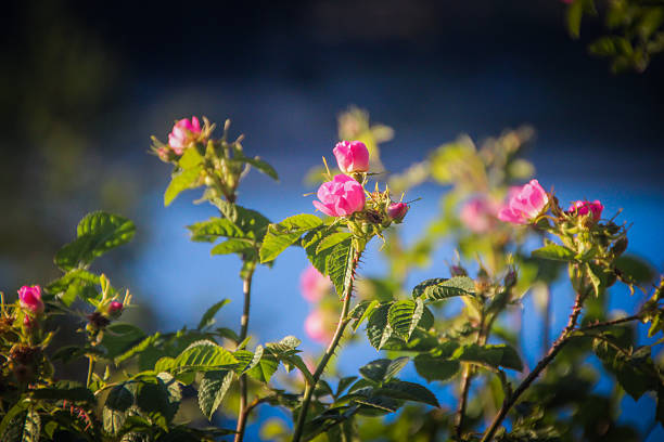 Beautiful pink roses flowers close up