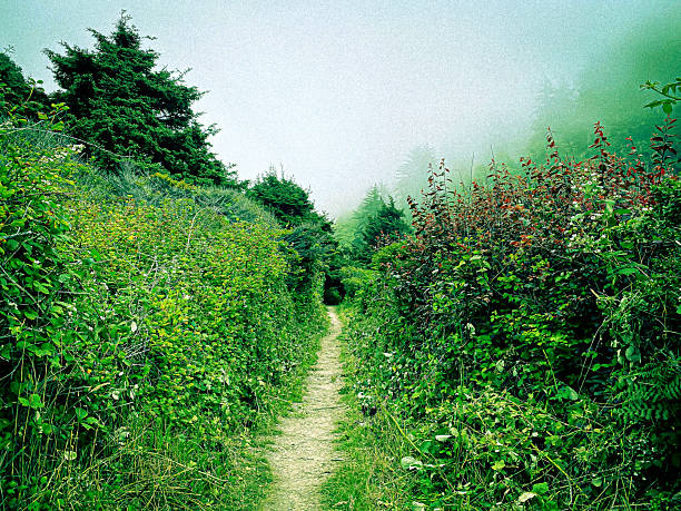 A path among green leaves