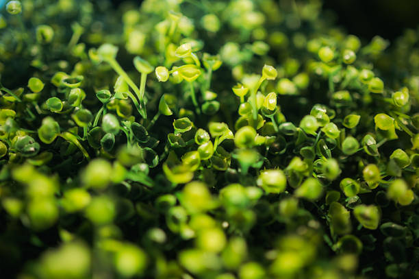 abstract green natural background of vegetation. Ecology and environment