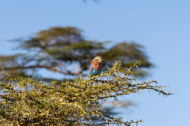 Lilac-breasted Roller perching on a thorny acacia tree branch in Lake Nakuru National Park, Kenya