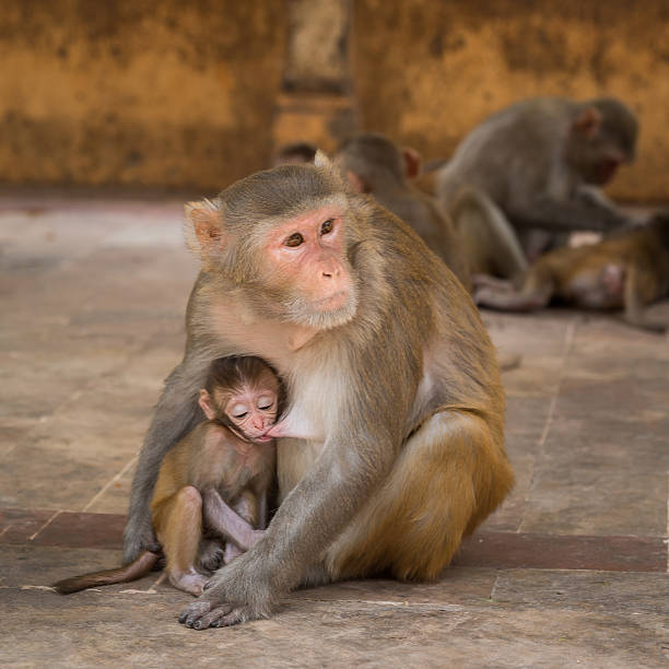 istock Rhesus macaque mother milking her baby 2262219243
