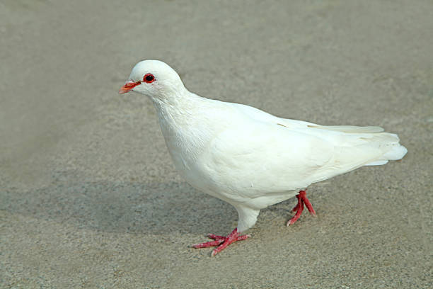 Pigeons flying with wings spread.