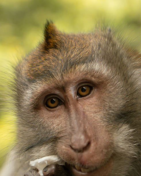 Close-up of a long-tailed macaque chewing a piece of tissue paper outdoors.