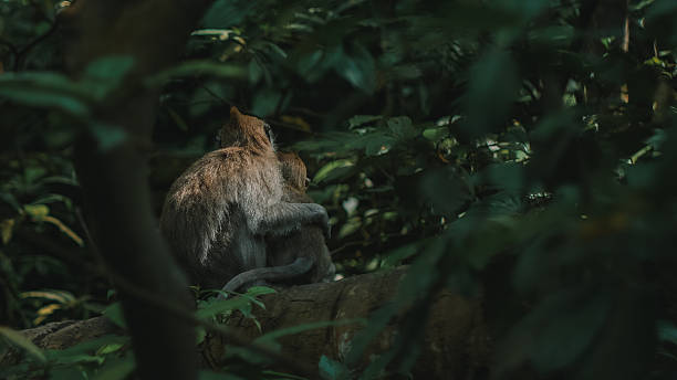 Pair of wild long-tailed macaques sitting closely together on a tree branch, appearing to embrace each other amid dense green tropical foliage, highlighting social bonding behavior in their natural habitat.