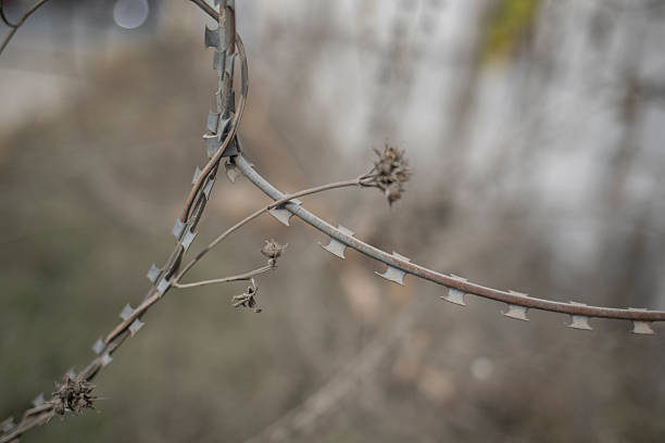 Military barbed wire and plants