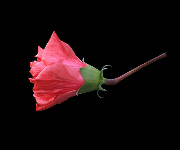 Shoe Flower or Hibiscus or Chinese rose flower. Close up pink-red single hibiscus flower bouquet isolated on black background. The side of pink-red head flower.