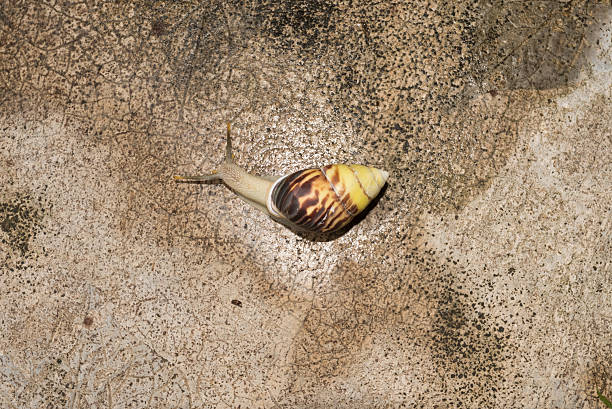 Vibrant Tropical Snail on Mossy Rock in Bali Jungle