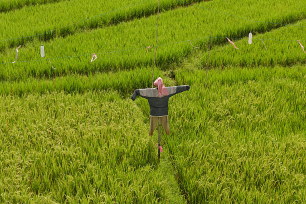Traditional Scarecrow Standing in Vibrant Bali Rice Paddy Fields