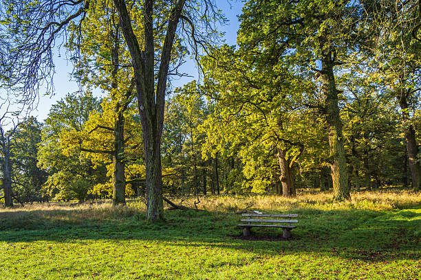 Green lawn with trees and pathway in urban public park