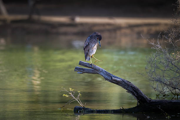 A solitary juvenile Black-crowned night heron perched on a branch above a calm lake, intently observing its foot. Ideal for wildlife, bird behavior, nature conservation, and ornithology themes.
