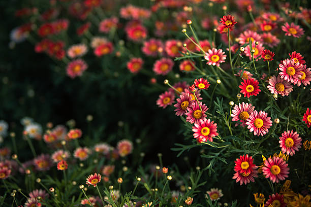 Red Marguerite Daisy flowers field with dark copy space background