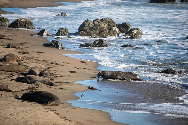 Large elephant seals lie on wet sand while ocean waves roll ashore, capturing coastal wildlife, solitude, and natural marine habitat on a calm sunny day.