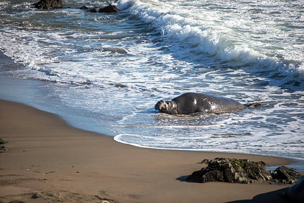 Close-up of fighting northern elephant seals -Mirounga Angustirostris- at Elephant seal vista point, California on a winter morning.