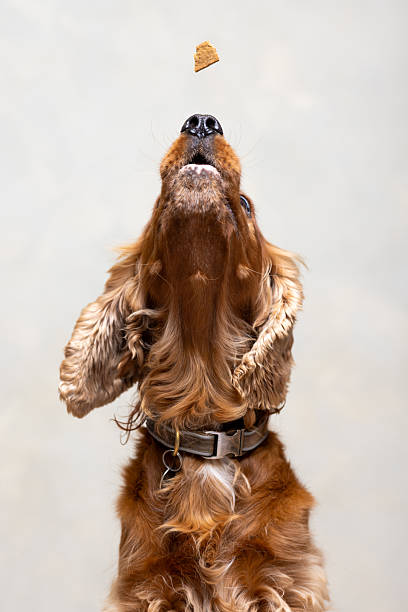 A close-up shot of a show cocker spaniel catching a dog treat. The dog has a collar and a name tag around its neck. This image captures themes of loyalty, training, pet care, and companionship. Located in a studio in Newcastle Upon Tyne.