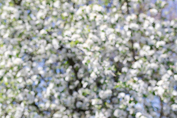 Blurred background with spring blossom landscape. Blurred colorful tree branches, abstract spring natural background. Apple tree branch with flowers. Apple blossom.