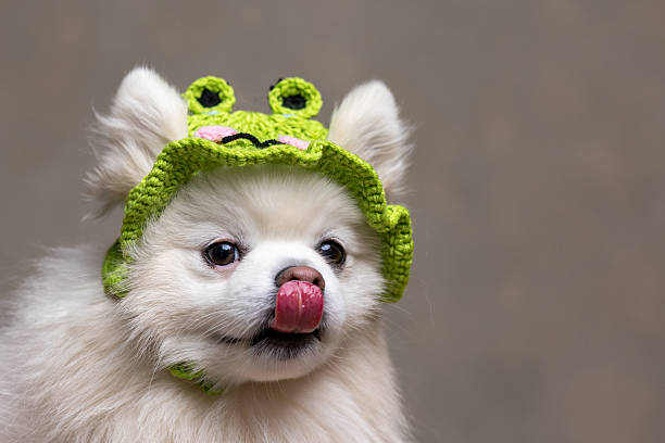 A close-up of a fluffy white pomeranian sticking out its tongue, licking its nose against a grey studio background. The dog has a green knitted hat on its head. Located in a studio in Newcastle Upon Tyne.
