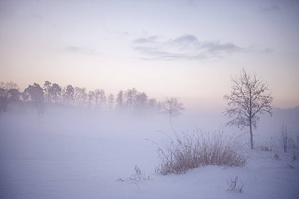 Wintry landscape with a birch tree and hoarfrost