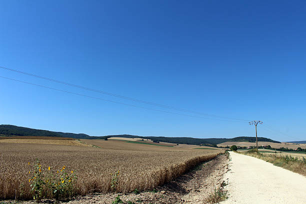 Dusty trail leaving Belorado bordered by wide wheat fields under strong sunlight heading toward Tosantos and Villambistia July 2024