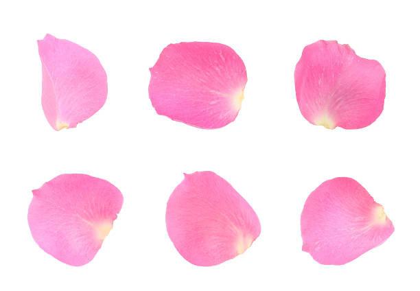 Pink Rose petals isolated on white as border frame with clipping path included