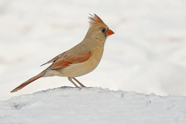 Cardinal sits on a branch covered in snow.