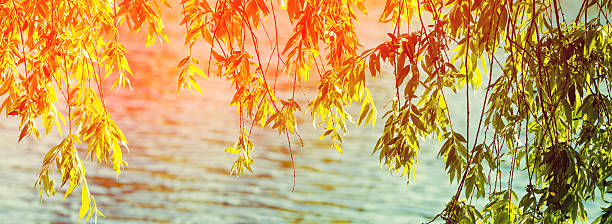 Willow branches over the water in sunny day
