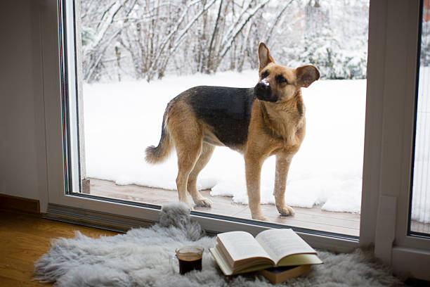 Cozy winter reading corner with an open book and a cup of coffee on a soft fluffy rug near a large window, while a dog stands outside on the snowy terrace. Snow-covered trees and forest landscape visible through the glass. Perfect for hygge lifestyle, relaxation, slow living, winter weekends, home comfort, and seasonal interior content.