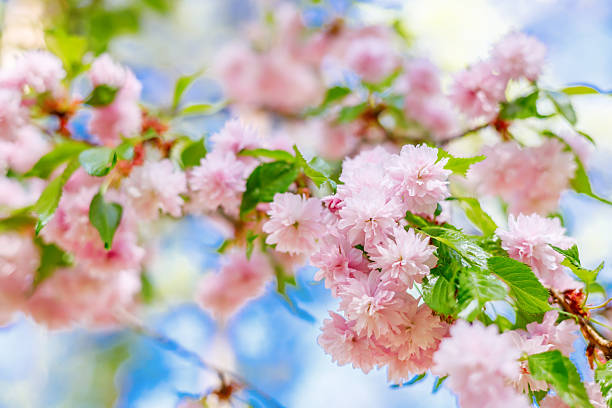 Soft pink sakura flowers in full bloom with fresh green leaves captured in a sunlit outdoor setting used for botanical illustrations or seasonal lifestyle photography