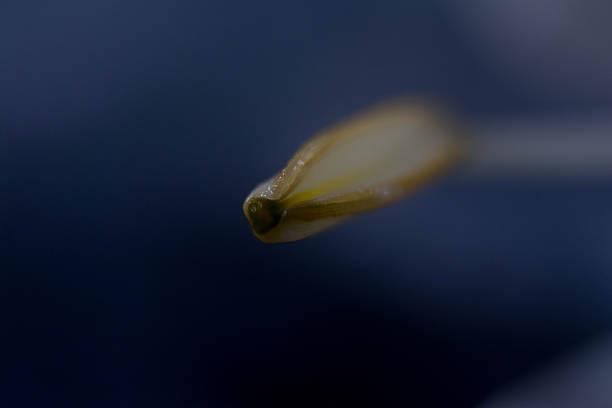 Macro photograph of a swamp lily.