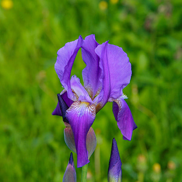 Purple iris flower. Flowering plant close-up against a green background.