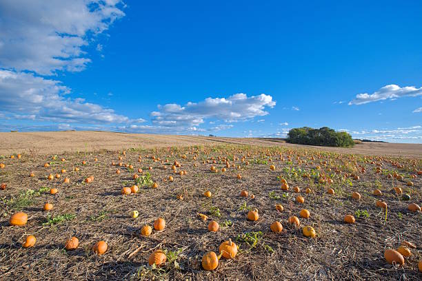 A farm field full of grown pumpkins in Deerfield, Southern Wisconsin. The pumpkin patch is prepared for Halloween at the end of autumn season.