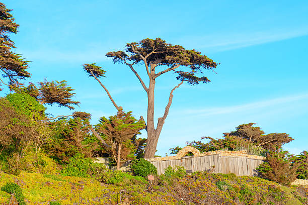 A captivating coastal landscape featuring the majestic ocean and towering fir trees along the scenic 17-Mile Drive in California