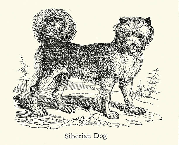 Domestic animals, Siberian dog, Victorian, Vintage illustration, 19th Century