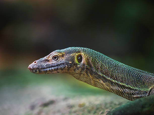 Portrait of an Emerald Monitor