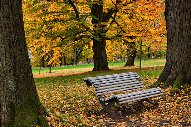 Old bench at park