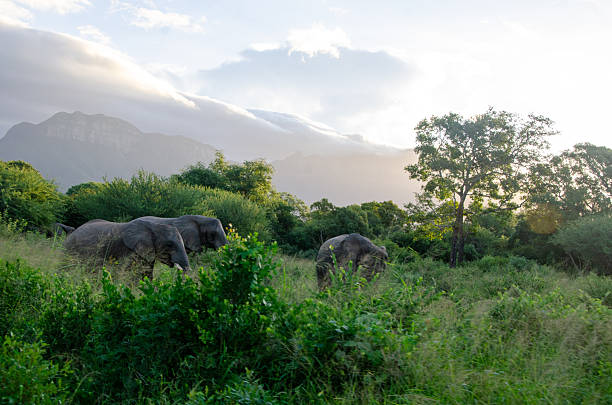 Elephant herd in the African bush in Greater Kruger National Park at sunset