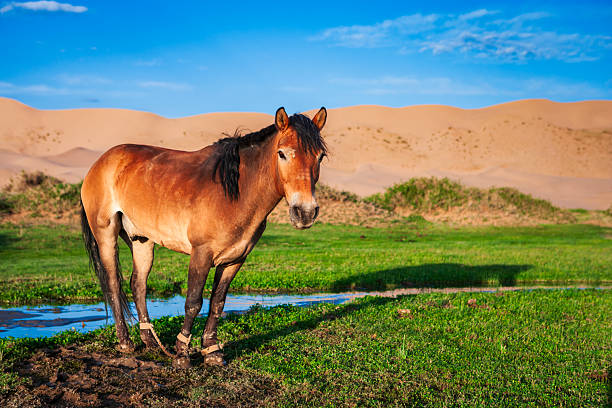 A chestnut horse with a dark mane stands on a patch of green grass beside a shallow pool of water. Soft golden sunlight highlights its coat as it looks toward the camera, casting a long shadow on the ground. Low vegetation and sweeping sand dunes fill the background under a bright blue sky; the horse’s front legs show light hobble straps.