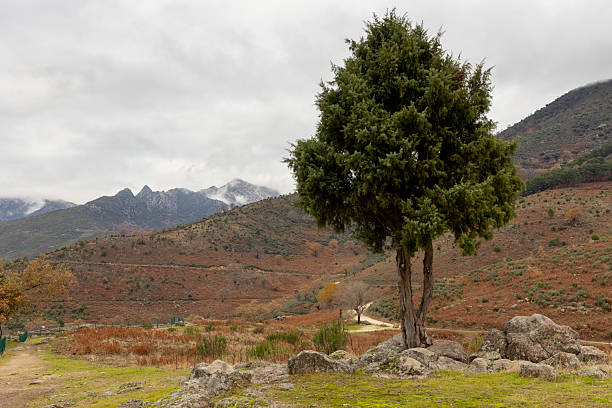 A tree stands in a field with mountains in the background. The sky is cloudy and the scene is peaceful