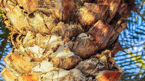 A palm tree trunk is visible with sunlight shining on its rough texture. Tropical palm bark close-up background. Cut branches on a palm tree trunk. Abstract nature textures.